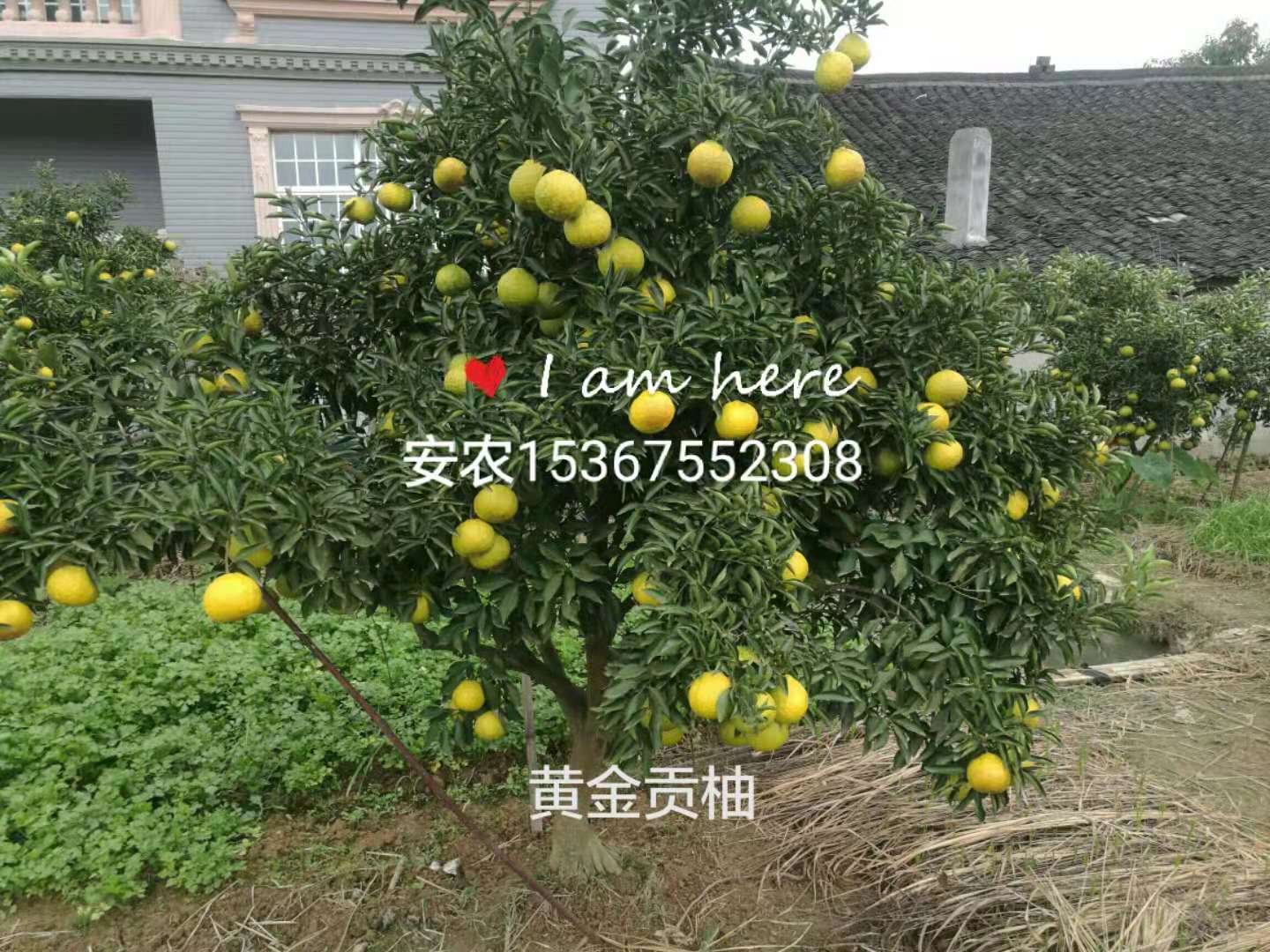 黄金贡柚怎么修枝？怎么防治病虫害？