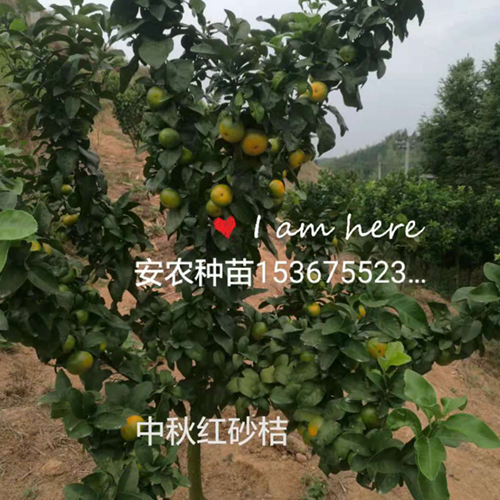 柚子树枝修剪注意要点