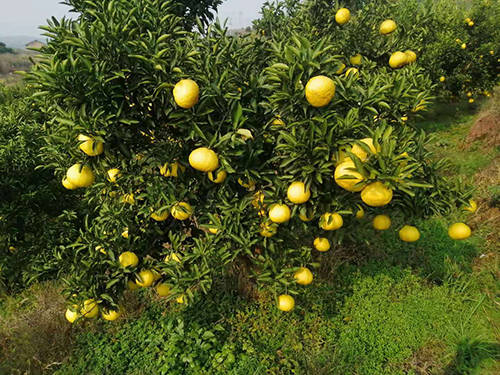 柚子采摘后应该怎么管理