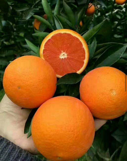 脐橙的种植和管理技术一览
