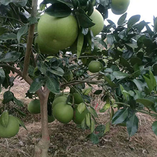 柚子的种植和管理技术一览