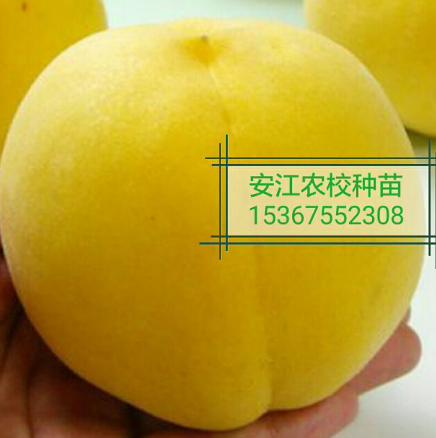 黄金蜜4号黄桃