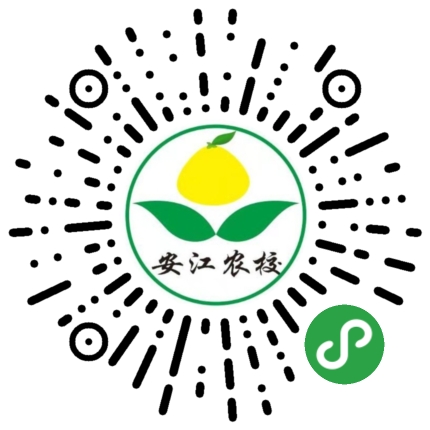 安江早香柚苗